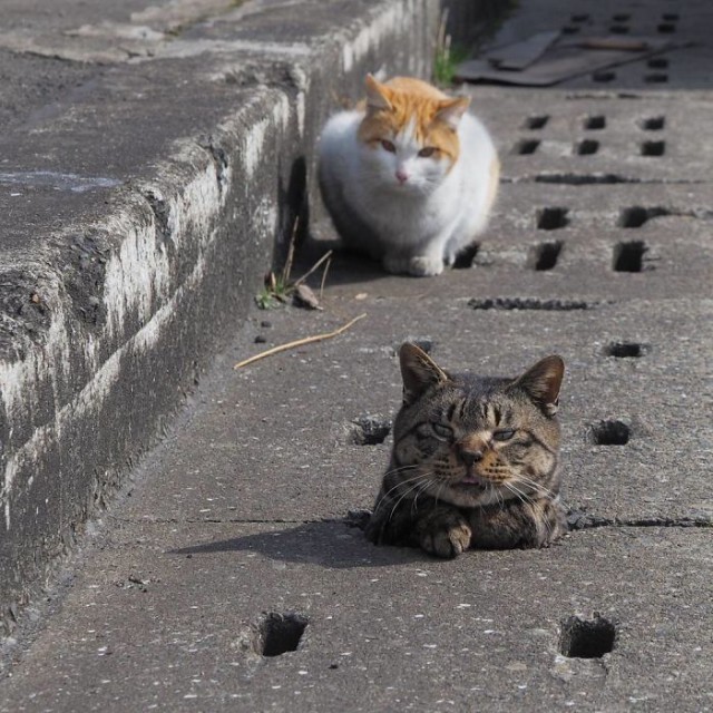 Как бездомные коты развлекаются в Японии