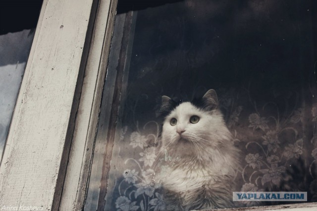 Подборка "тёплых, уютных, домашних" фотографий