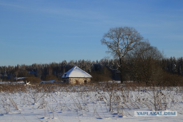 Цвет Зимы