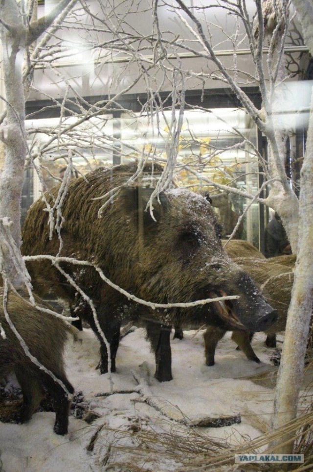 Зоологический музей СПб