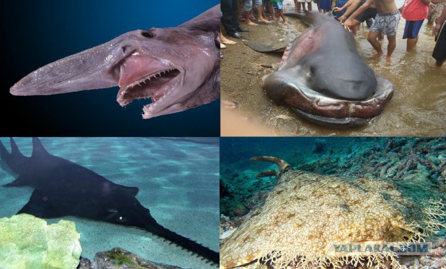 Акулы. Самые необычные виды. Интересные факты