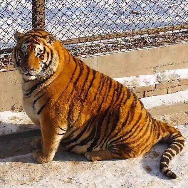 В китайском зоопарке по неизвестной причине растолстели амурские тигры