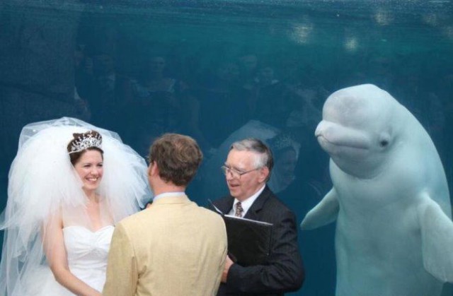 Свадебные фото, которые доказывают, что идеальных свадеб не бывает