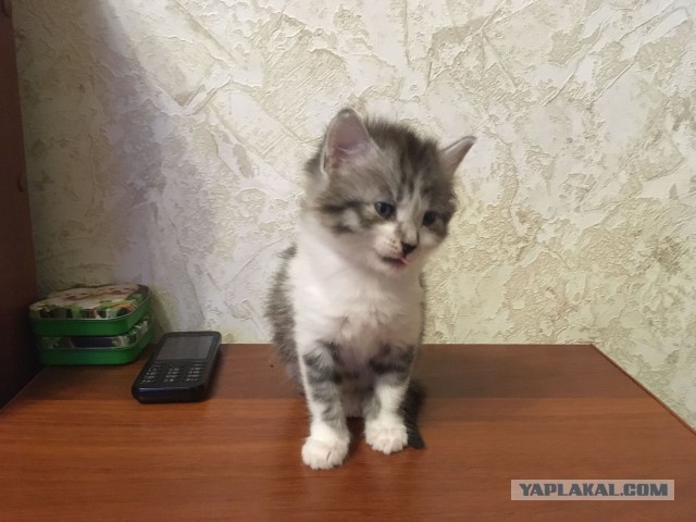 Отдам в добрые руки маленький комочек счастья в Н. Новгороде