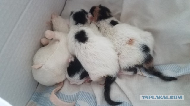 Новорожденные котята, нужна помощь, омск