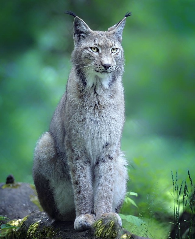 Дикий котовторник 25.06.19