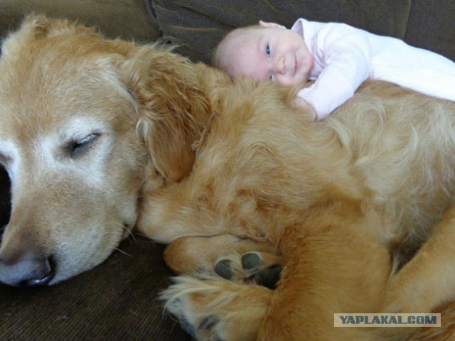Маленькие дети и их большие собаки