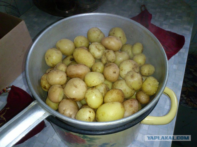Утилизация картофельного неликвида. Кулинарка)