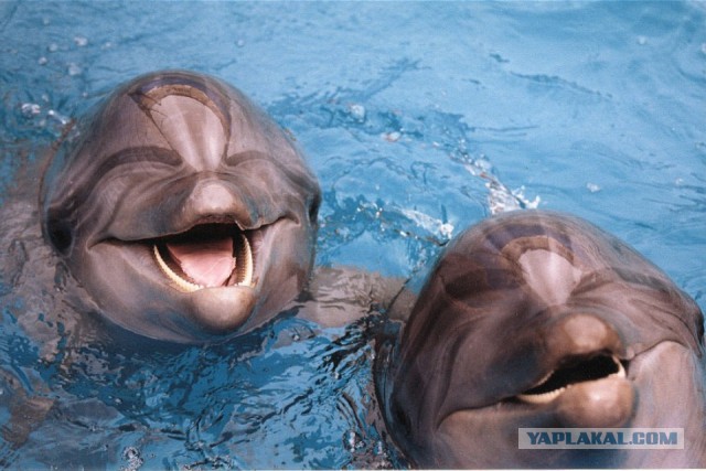 Украина требует вернуть  дельфинов,