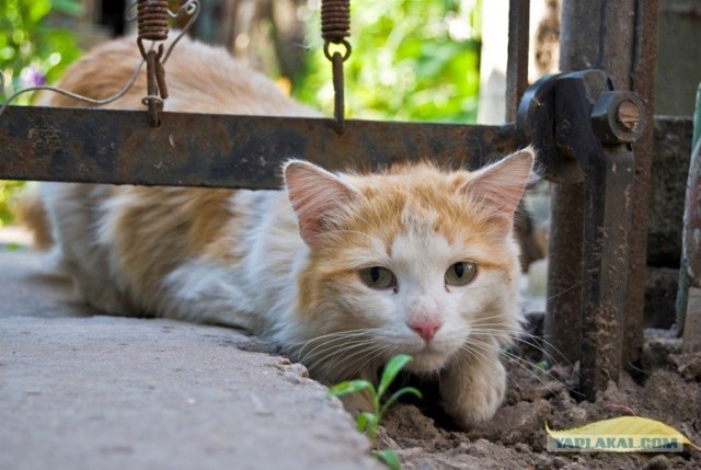 Котовторник на ЯПлакалъ!