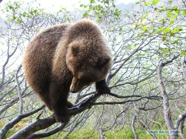 Дружба с медведами