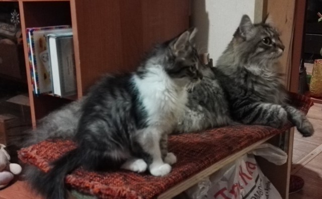 Котовторник 30.01.2018