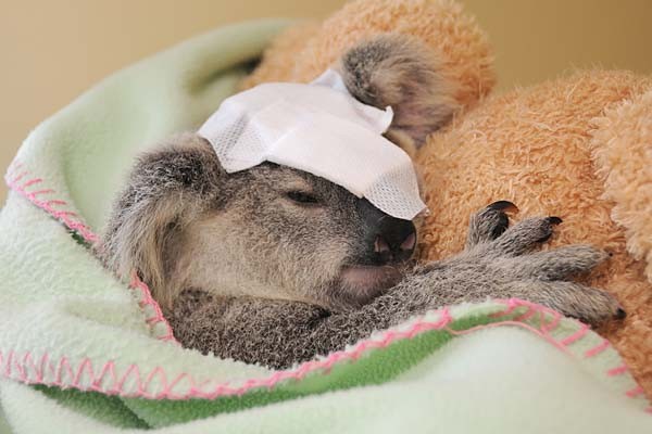 Чудом выживший детеныш коалы