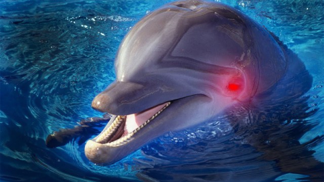 Не добрые и не милые: зачем дельфины убивают и насилуют купающихся людей