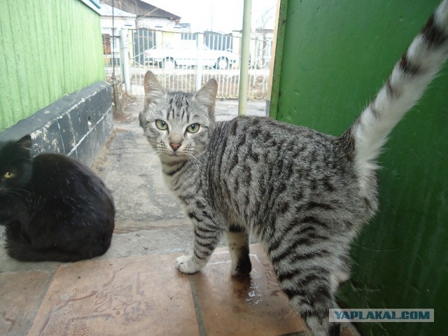 Мой личный котоленд.