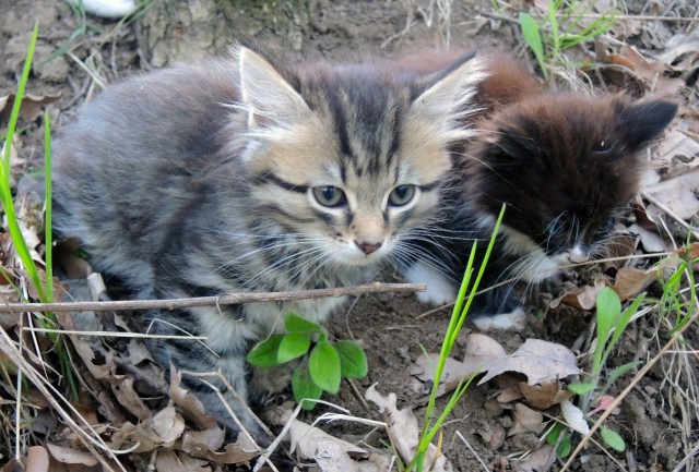 Cпасли выброшенных в лесу 30 котят