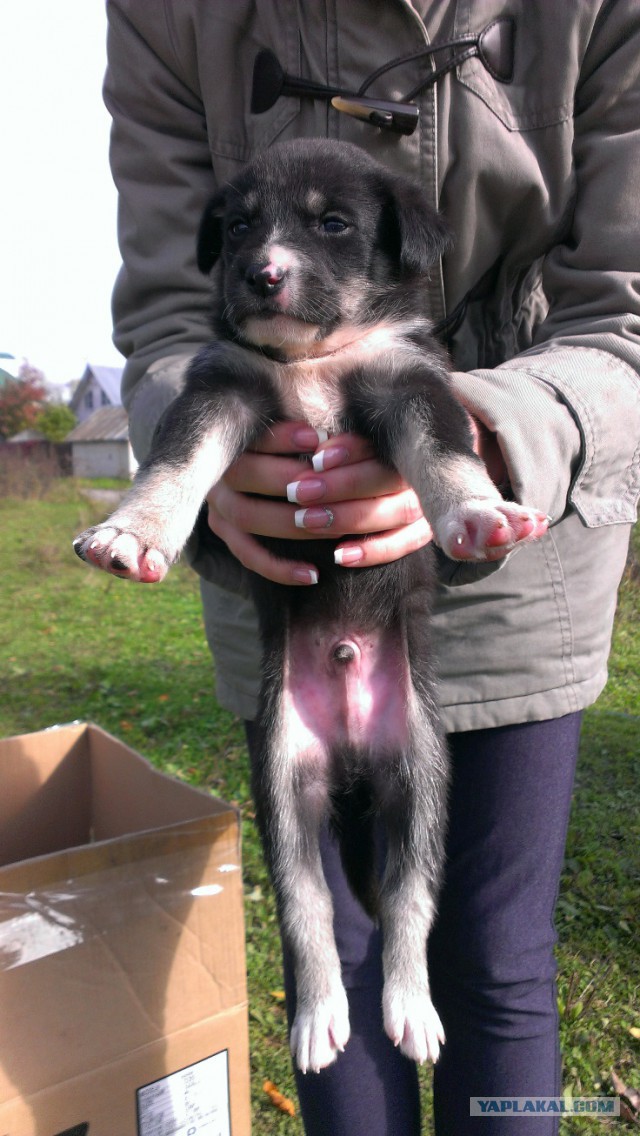 Найдена собака в Иваново, со щенками в лесу.