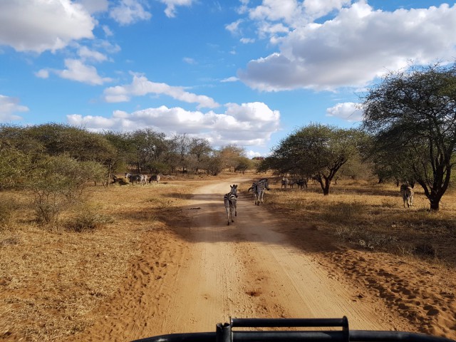 Небольшое путешествие по Южной Африке: ЮАР-Зимбабве-Замбия-Ботсвана