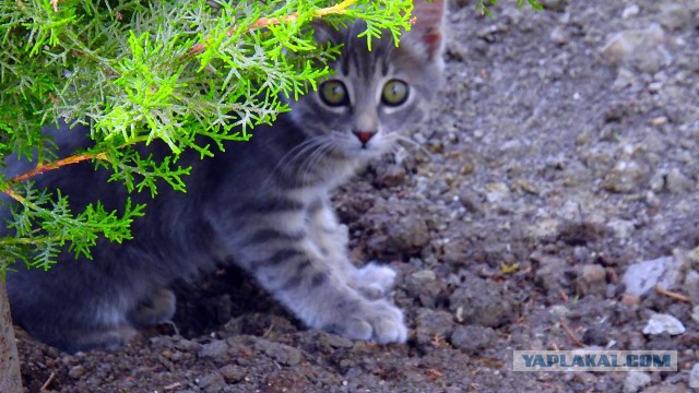 Фотограф из Казахстана показывает нам тайный мир бродячих кошек