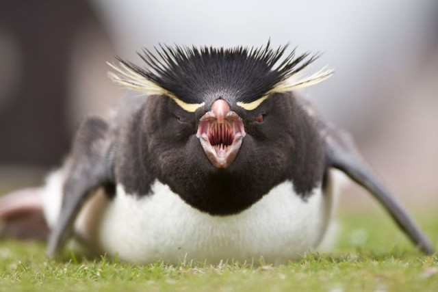 Пингвин - адское существо!