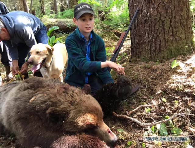 На Аляске 11-летний вооруженный мальчик убил атаковавшего его семью медведя