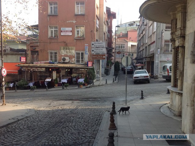 Стамбульские кошки