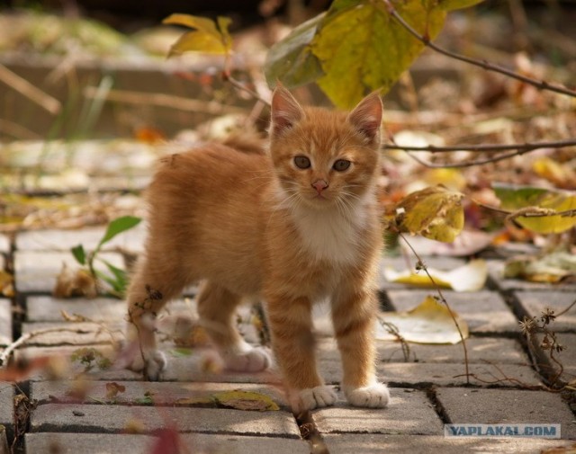 Котовторник на ЯПлакалъ