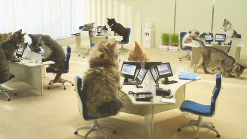 Типичный офис в собачьих мордах