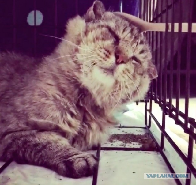 Потрёпанный кот провёл на улице 10 лет и наконец нашел себе дом