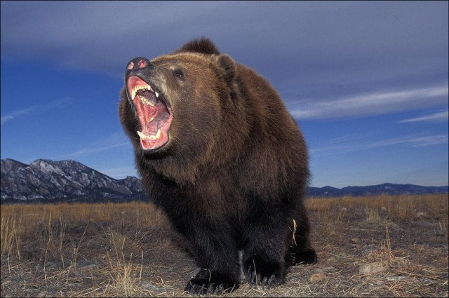 Кадьяк: Остров медведей-гигантов. Почему здешние бурые мишки почти в 2 раза больше обычных?