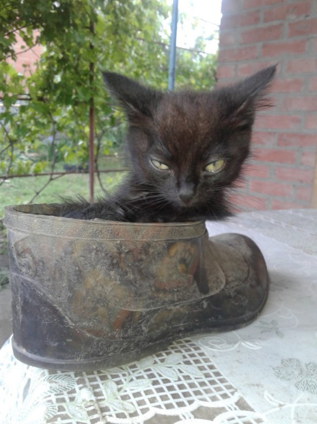 Котовторник 28.05.2019