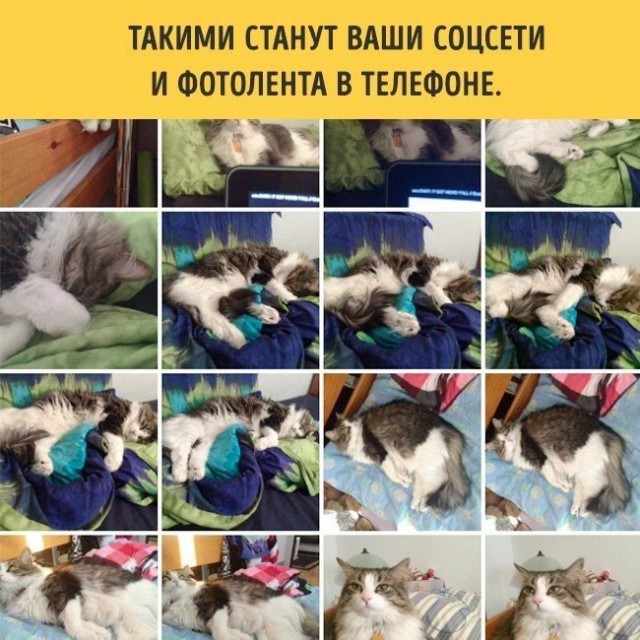 10 вещей, с кoтopыми вы столкнетесь, когда заведете кота