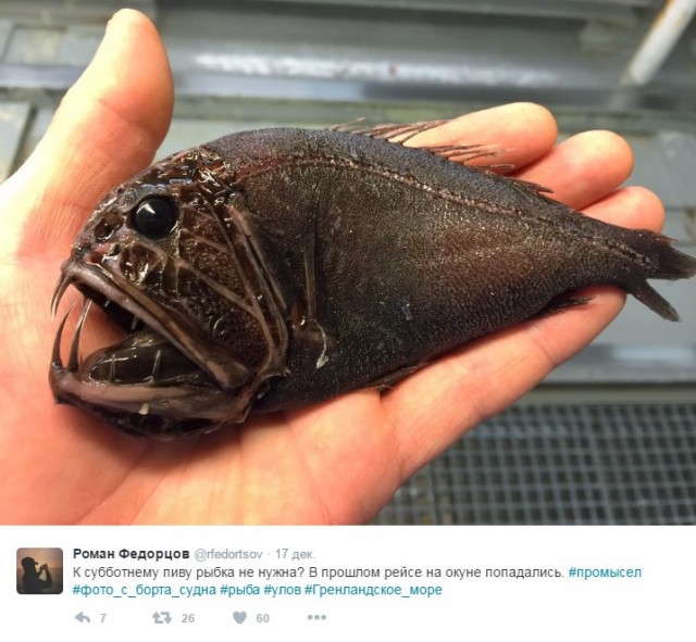 Мурманский моряк выкладывает фото самых странных рыб, пойманных его траулером