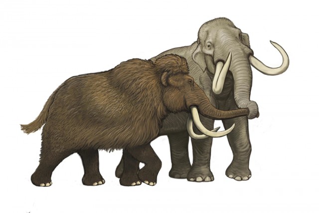 Мамонт Колумба: Один из крупнейших слонов в истории планеты, в два раза тяжелее современного