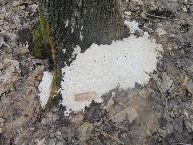 В Саратове в лесу деревья обложили солью