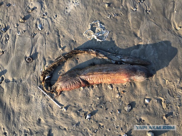 Ураган Харви вынес на пляж в Техасе "морское чудовище"