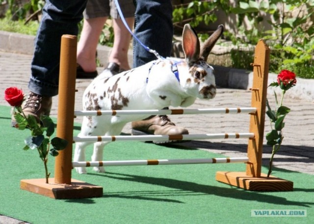 Соревнования кроликов