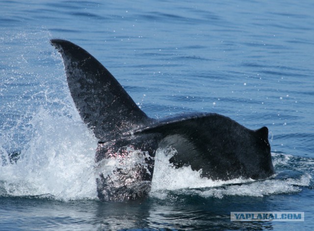 Горбатый кит вообразил себя дельфином и попал на видео