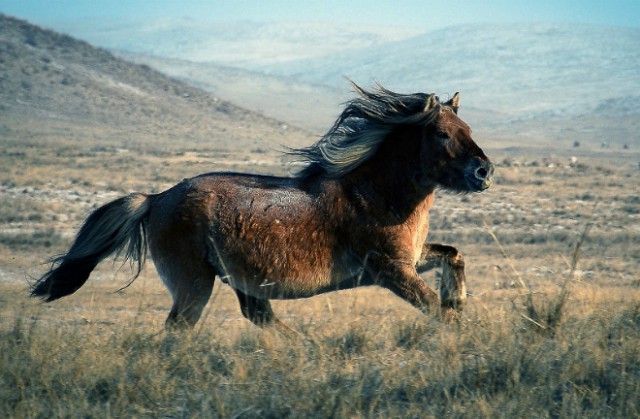 Что может быть прекраснее ахалтекинского коня?