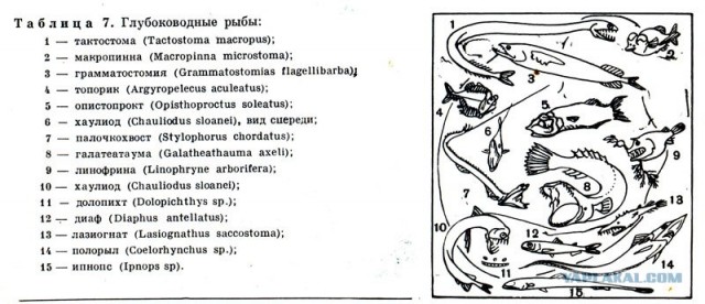 Глубочайшее место на земле - Марианская впадина