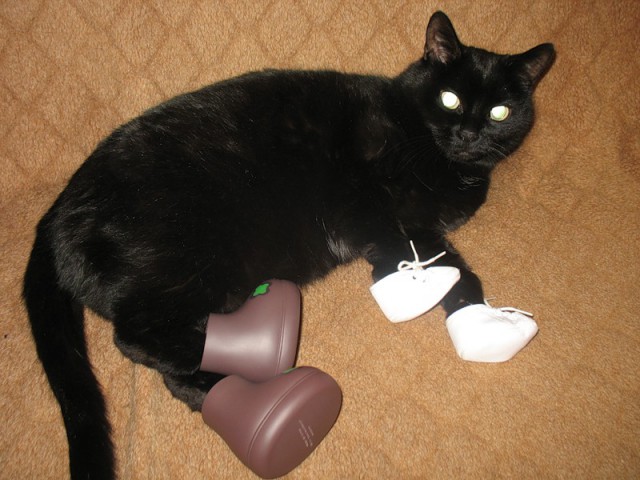 Обувь для кота Обувь для кота