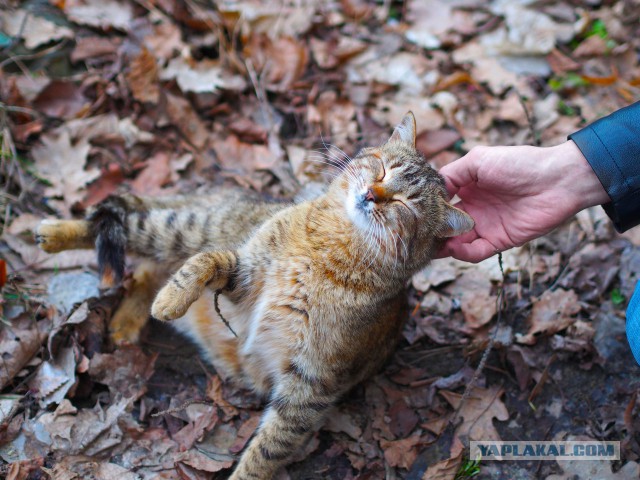 Фотограф из Казахстана показывает нам тайный мир бродячих кошек