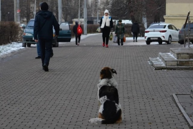 Жители Новосибирска проголосовали против эвтаназии бездомных собак