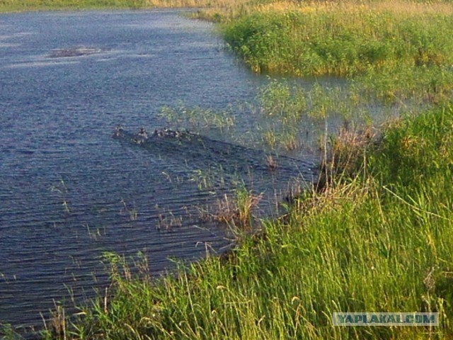 Командировка. В степь. Животные и люди