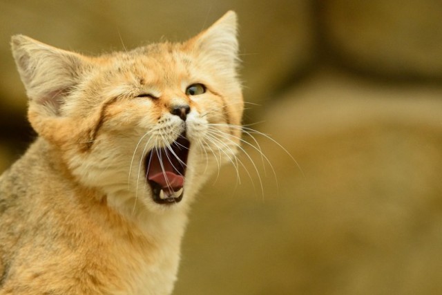 Неуловимый барханный кот появился на публике впервые за 10 лет