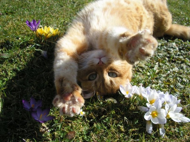 Котовторник, Весна, Цветы!