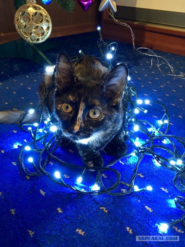 Фотографии кошек на новогодних елках начинают заполнять интернет