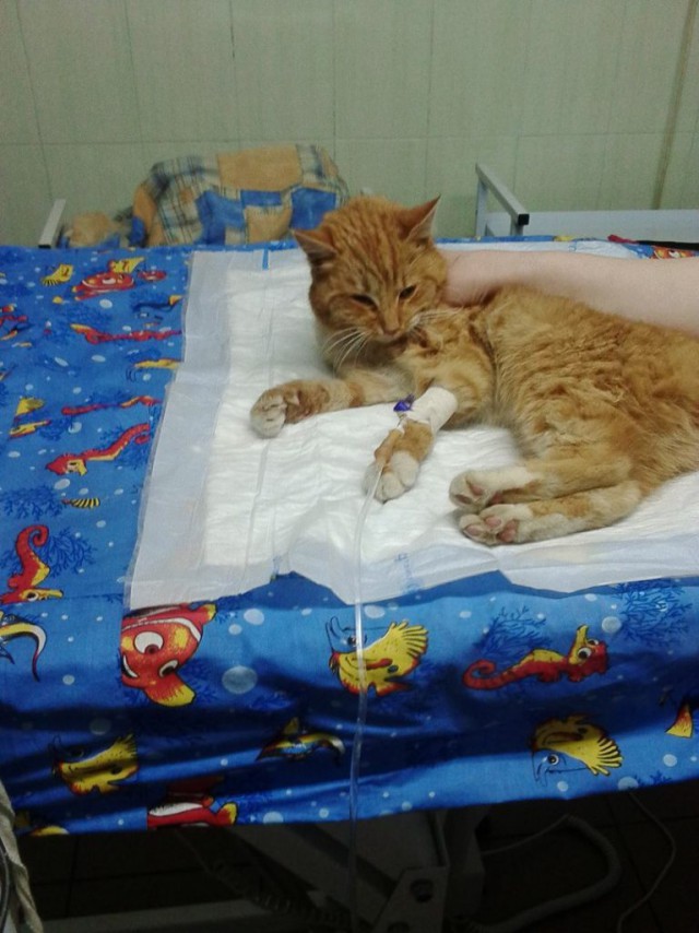 Две ветеринарные клиники отказались спасать безнадёжную кошку – но видели бы они Зорьку сейчас
