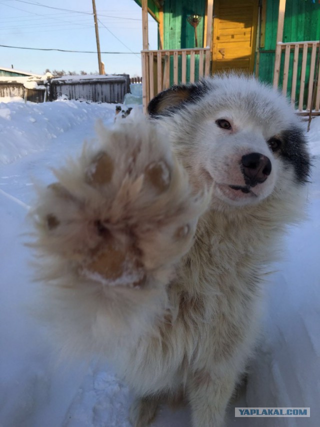 В Якутском селе пес спас женщину от нападения бродячих собак