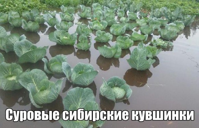 8176666.jpg